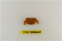 藏品(平背蜞)的圖片